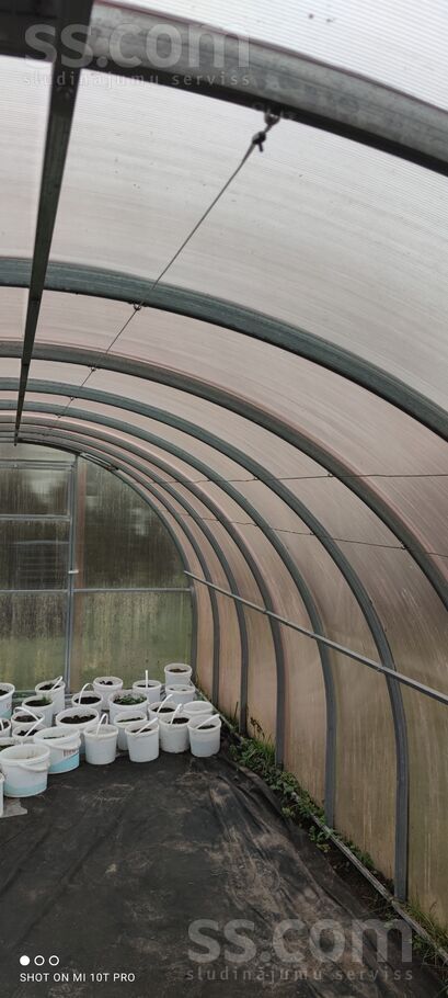 Ezitis, Rīgas rajons, Olaine — maja