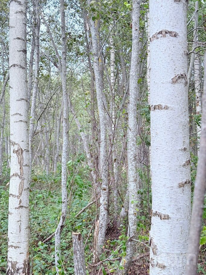 Miera iela, Prezma, Rēzekne un raj., Silmalas pag. — zeme