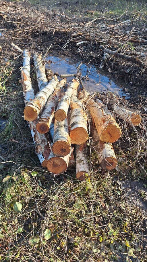 Zaube, Cēsis un raj., Zaubes pag. — mezs