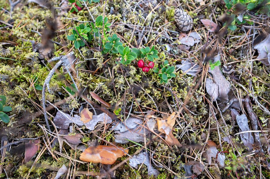 Mellenes, Inčukalns, Rīgas rajons, Inčukalna nov. — zeme