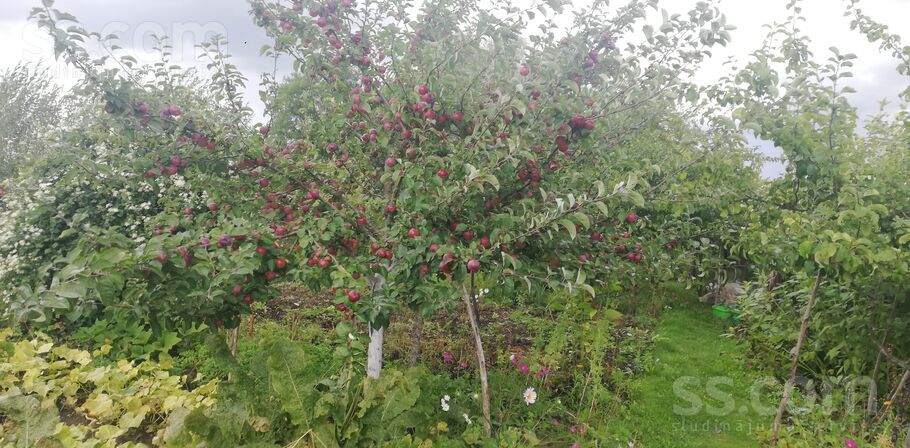 Lauku teritorija 86, Jelgava un raj., Kalnciems — maja