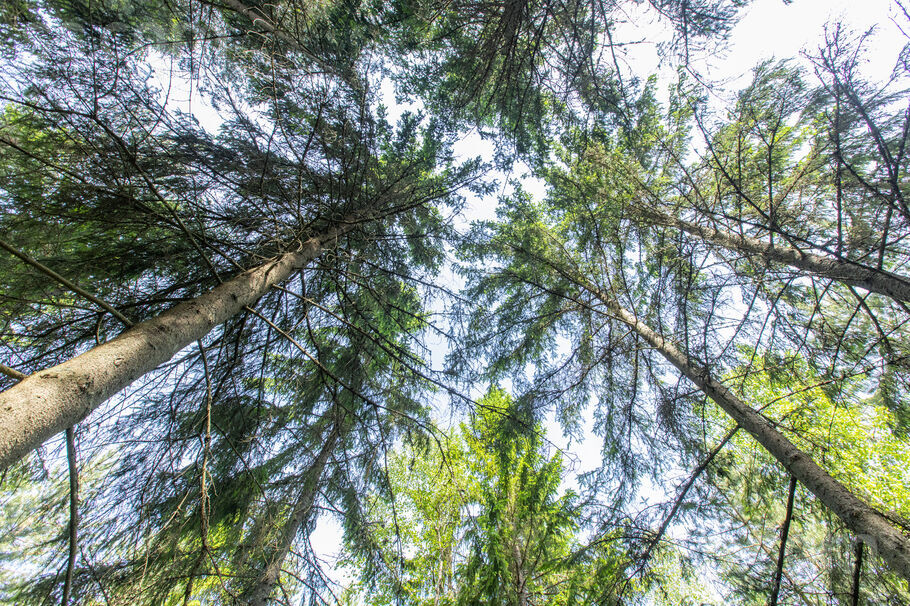 Liedagi, Ķesterciems, Tukums un raj., Engures pag. — zeme