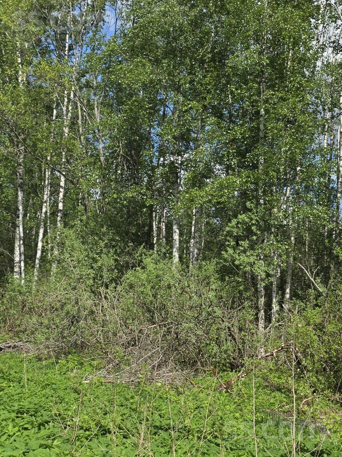 Stankeviči, Krāslava un raj., Andrupenes pag. — mezs