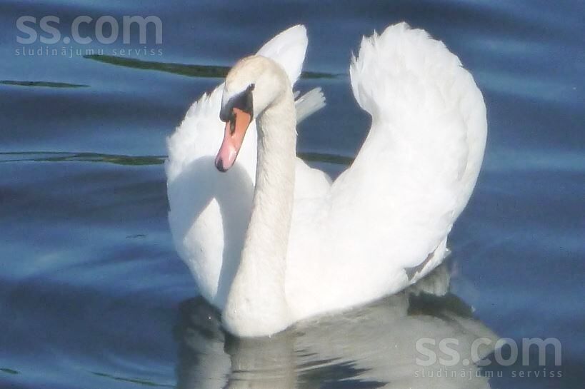 Bruņene, Daugavpils un raj., Skrudalienas pag. — vienseta