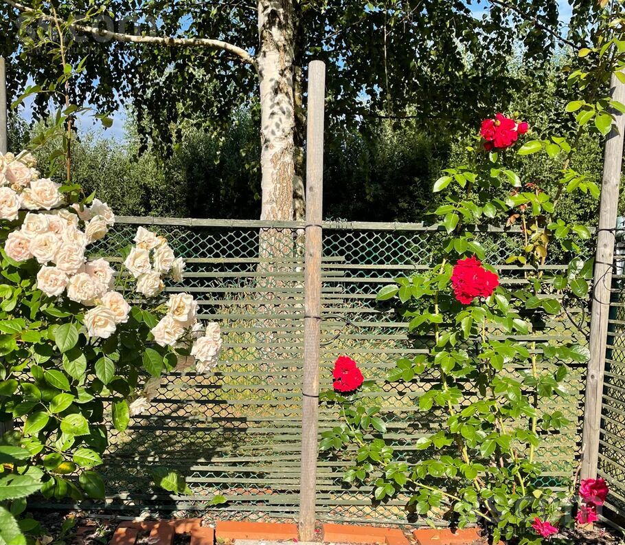 Efejas, Liepupe, Limbaži un raj., Liepupes pag. — maja