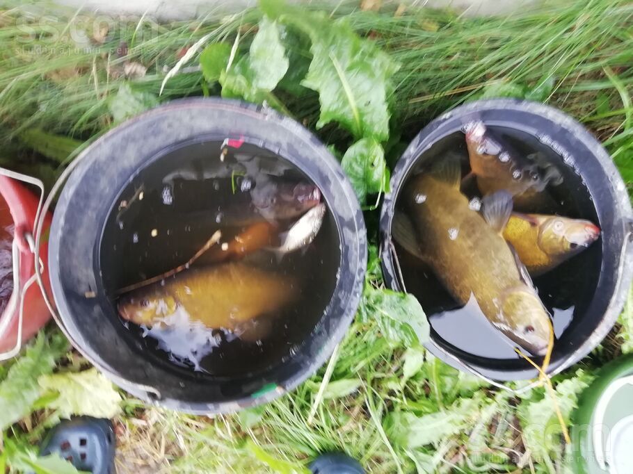 Bruņene, Daugavpils un raj., Skrudalienas pag. — vienseta