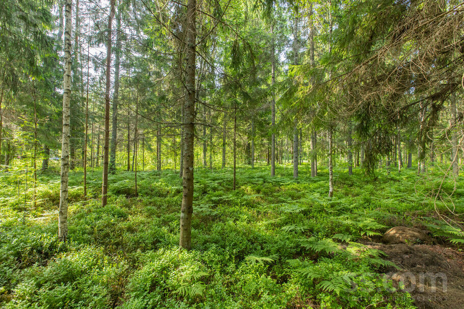 Liedagi, Ķesterciems, Tukums un raj., Engures pag. — zeme