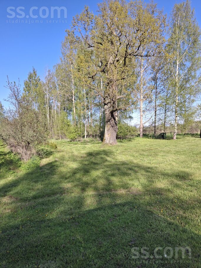 Dzintari, Cimāles, Jelgava un raj., Līvbērzes pag. — maja