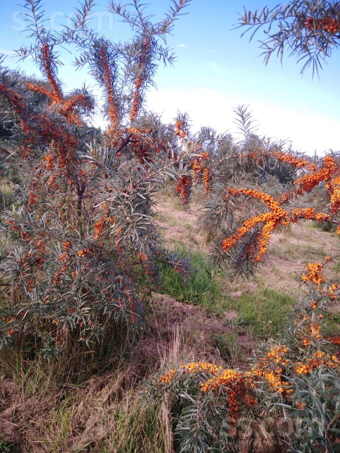 Dzintari, Cimāles, Jelgava un raj., Līvbērzes pag. — maja