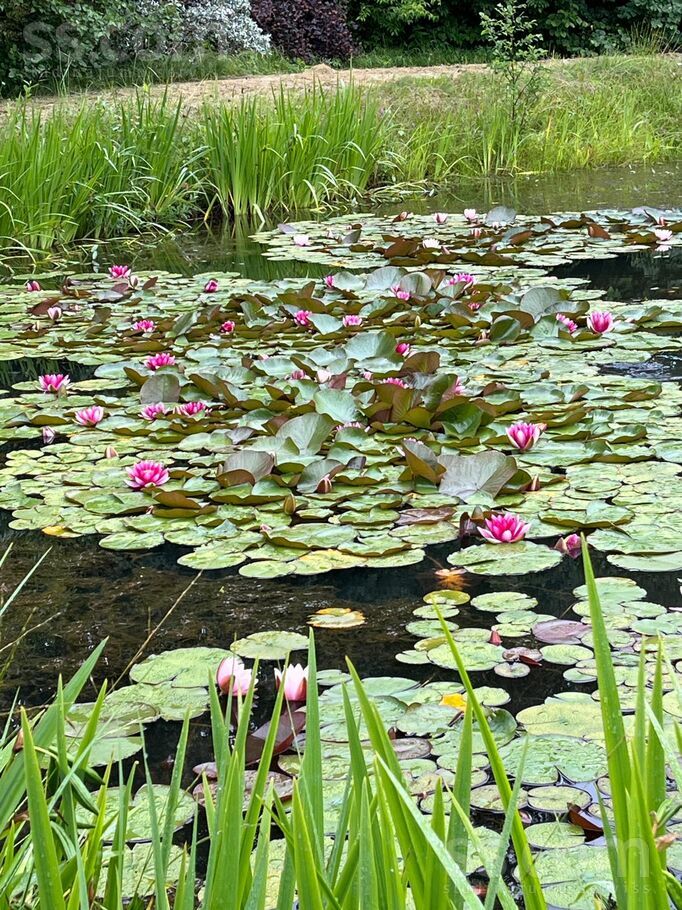 Saulgrieži, Klārmuiža, Talsi un raj., Dundagas pag. — maja