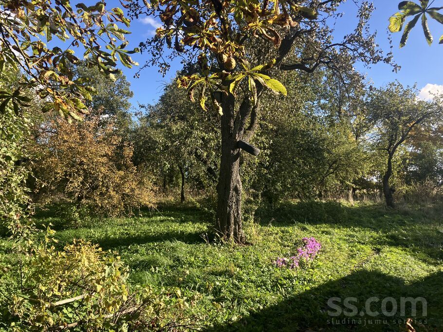 Dzirnieki, Jelgava un raj., Jaunsvirlaukas pag. — vienseta