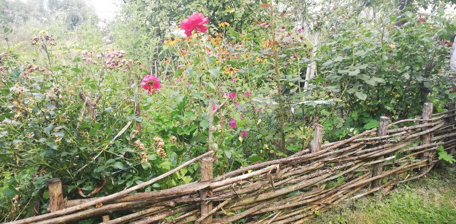 Lauku teritorija 86, Jelgava un raj., Kalnciems — maja