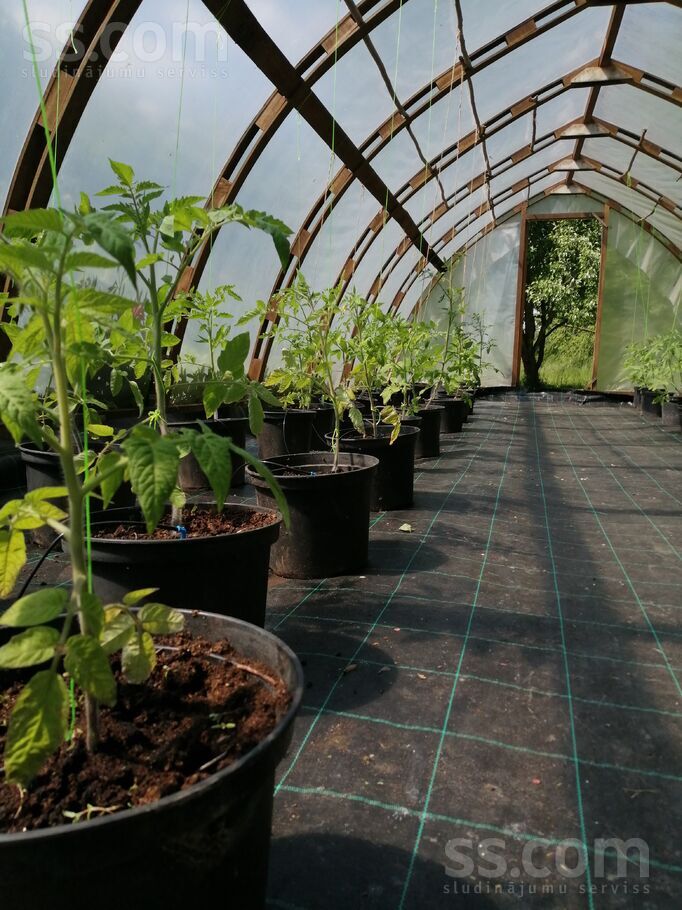 Talsi un raj., Abavas pag. — vienseta