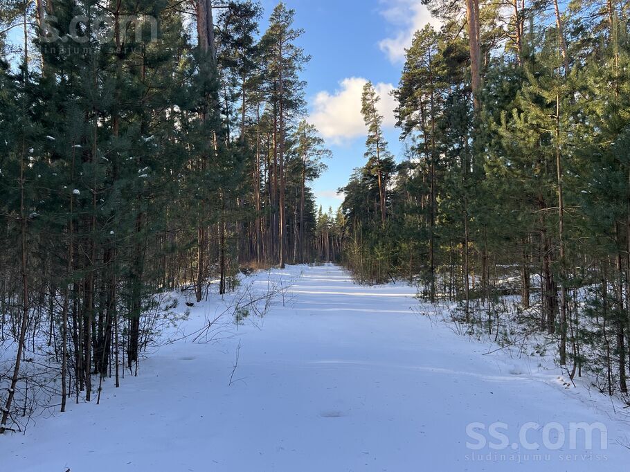 Alīses ceļš 11, Spuņciems, Rīgas rajons, Salas pag. — zeme