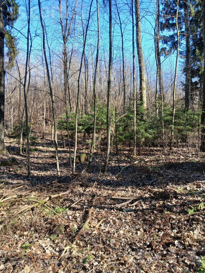 Stūri, Saldus un raj., Blīdenes pag. — mezs