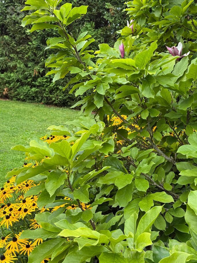 Priežu iela 16, Rīgas rajons, Baldone — maja