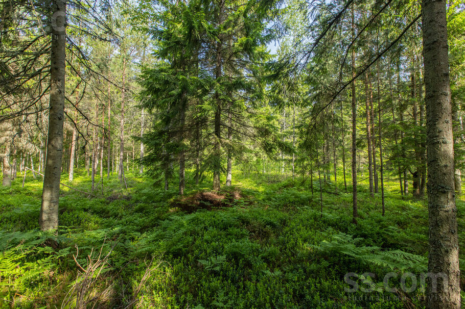 Liedagi, Ķesterciems, Tukums un raj., Engures pag. — zeme