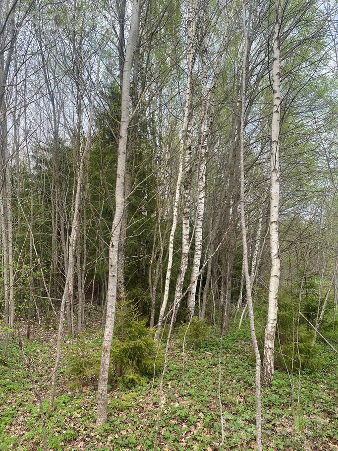 Meža dravantas, Mālpils, Rīgas rajons, Mālpils pag. — zeme