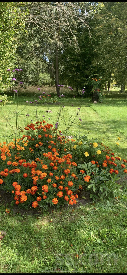 Liepalejas, murjāņi, Murjāņi, Rīgas rajons, Sējas nov. — maja