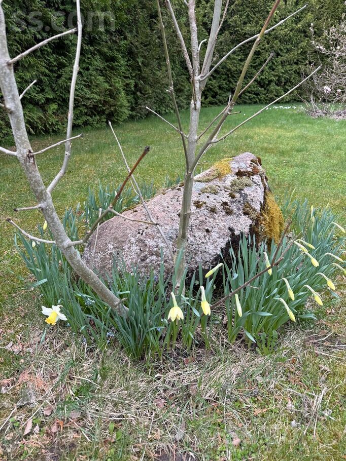 Priežu iela 16, Rīgas rajons, Baldone — maja