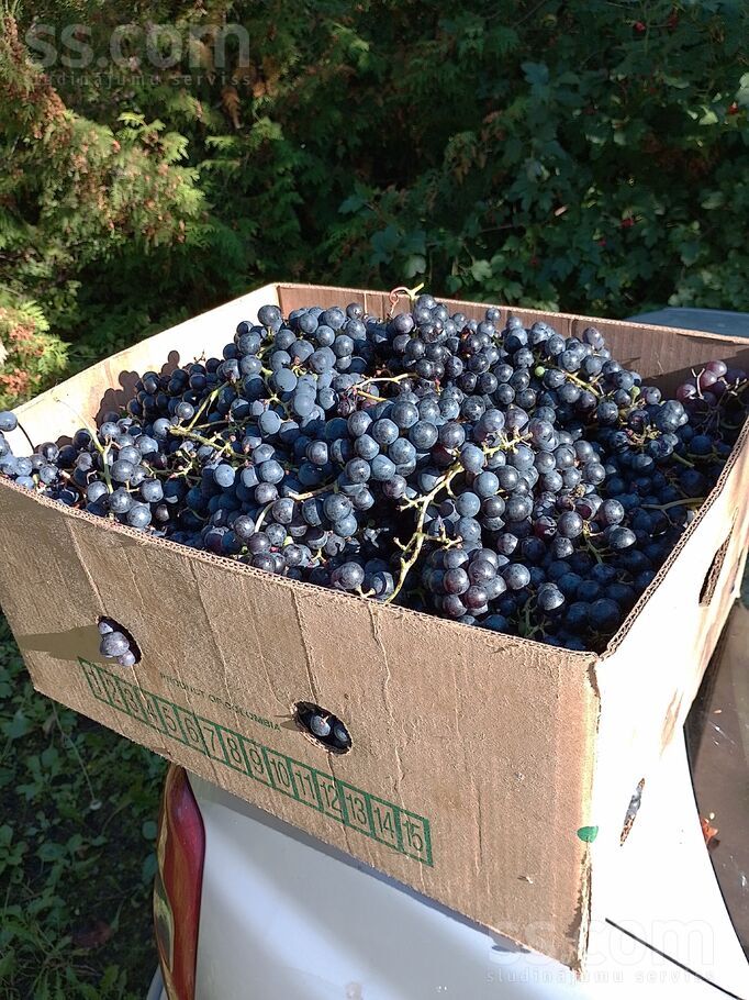 Darzinu2.skerslinija 7, Ogre un raj., Ogre — maja