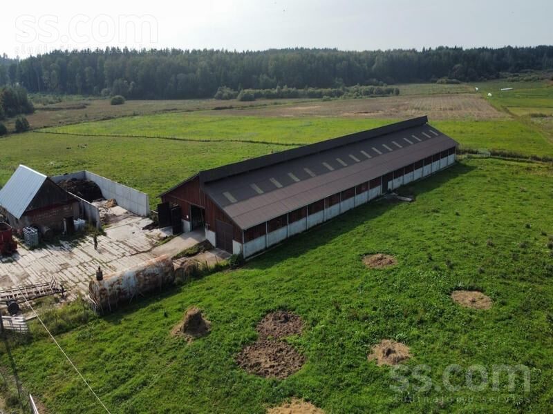 Kalna pupoli, Šengeida, Daugavpils un raj., Skrudalienas pag. — telpa