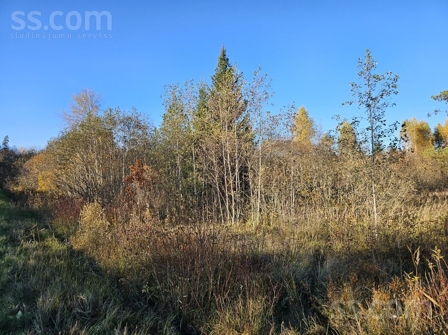 Brodi, Jēkabpils un raj., Ābeļu pag. — mezs