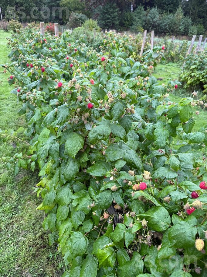 Priežu iela 16, Rīgas rajons, Baldone — maja