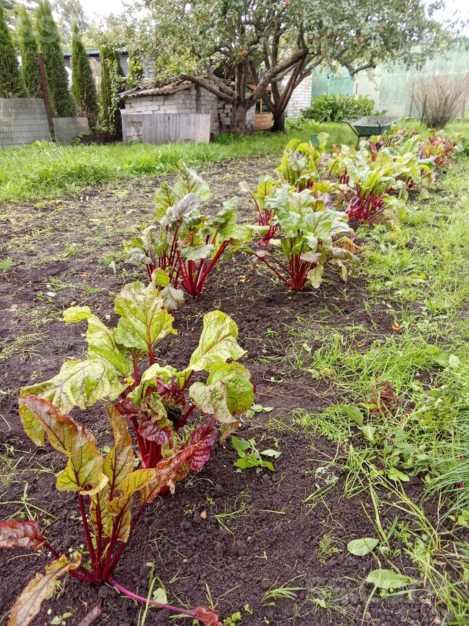 7-15, Liepāja un raj., Liepāja — maja