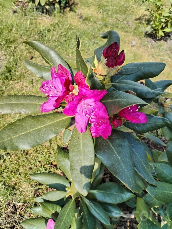 Juglas krastm., Rīga — maja