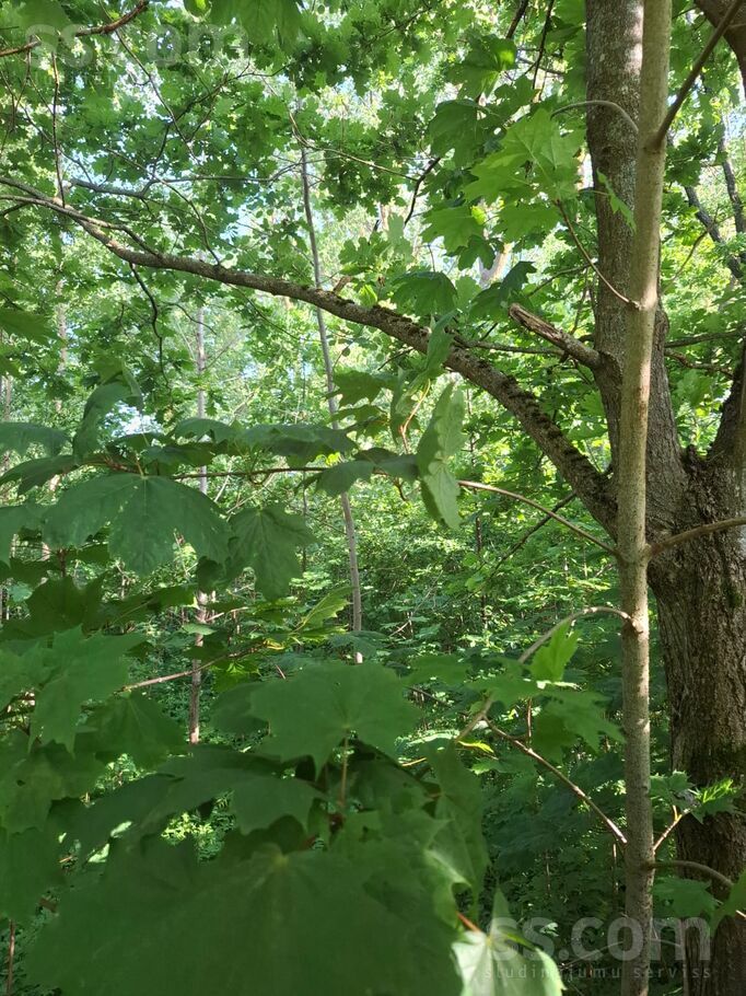 Slimnīcas 15, Rīga — zeme