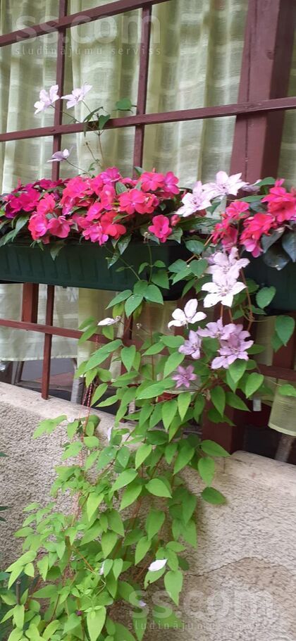 Krasta, Ogre un raj., Ogre — maja