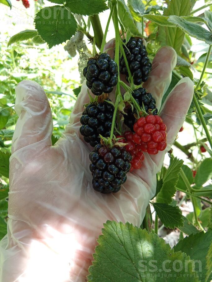 Zvirbuļu 2/Roze 54 2, Rīgas rajons, Saulkrasti — maja