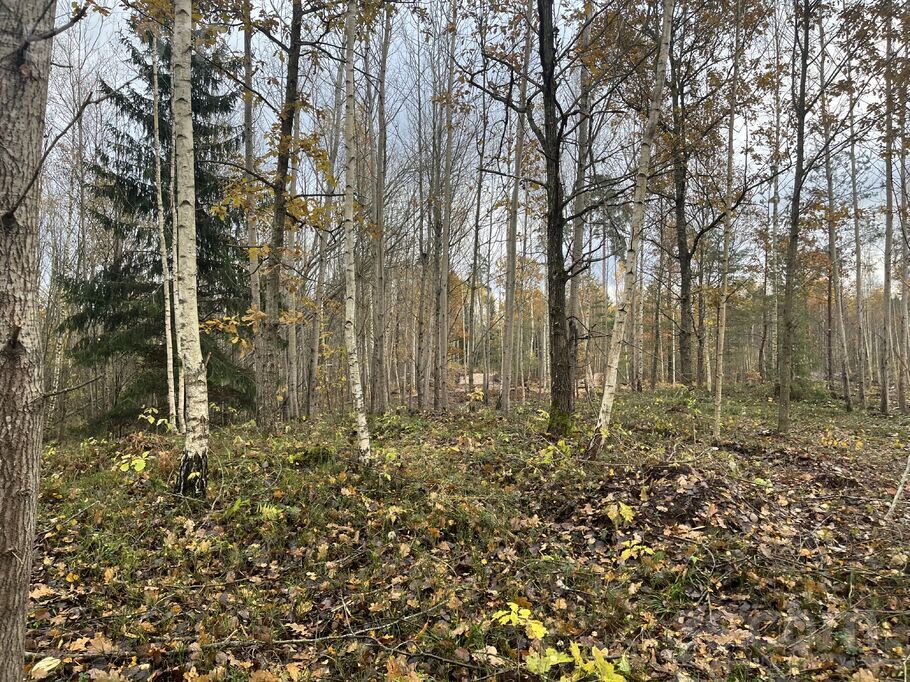 Mežakākauļi 5, Ķekava, Rīgas rajons, Ķekavas pag. — zeme