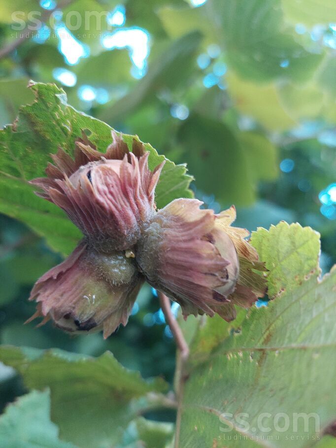 Misa 119, Misas, Rīgas rajons, Ķekavas pag. — maja