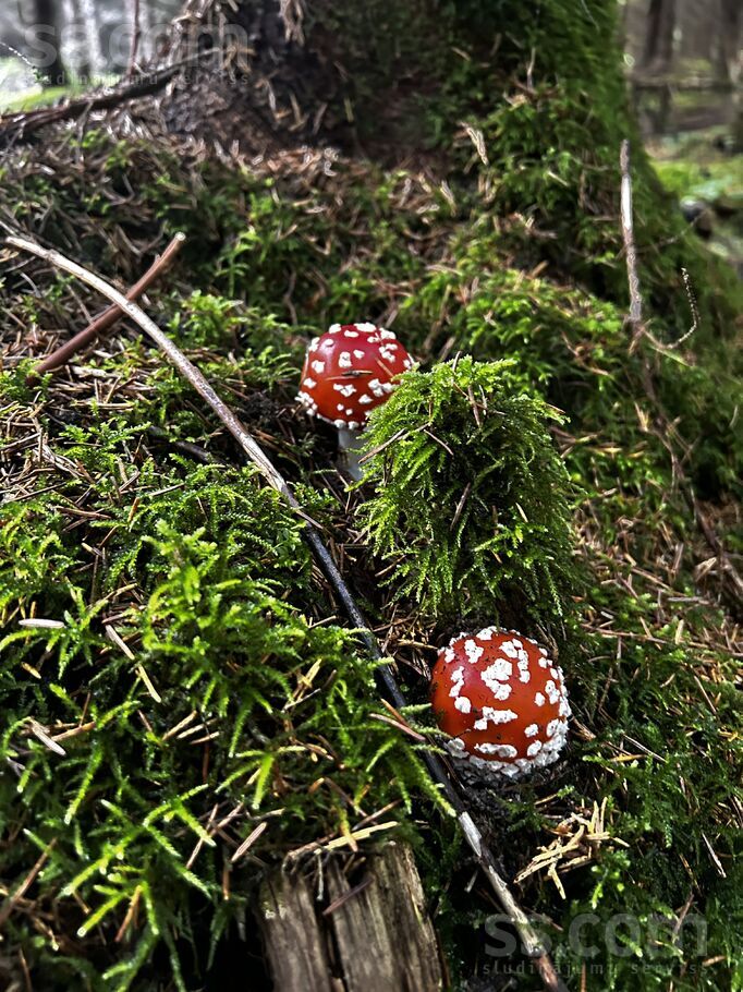 Buku 3, Ķesterciems, Tukums un raj., Engures pag. — maja