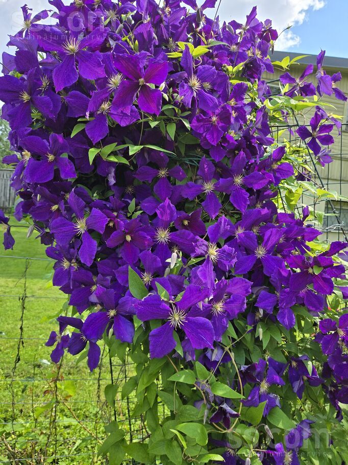 Daugavmalas 3, Rīga — maja