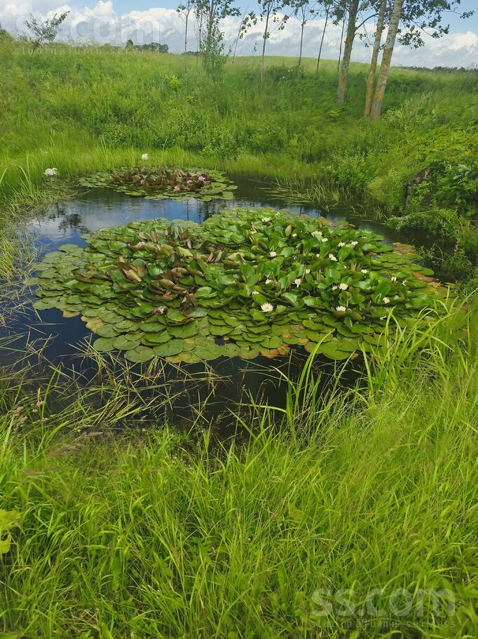 Saliena, Daugavpils un raj., Salienas pag. — vienseta