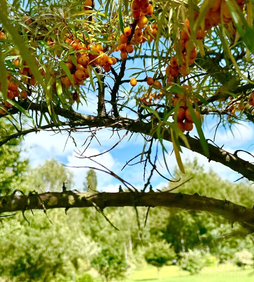 Efejas, Liepupe, Limbaži un raj., Liepupes pag. — maja