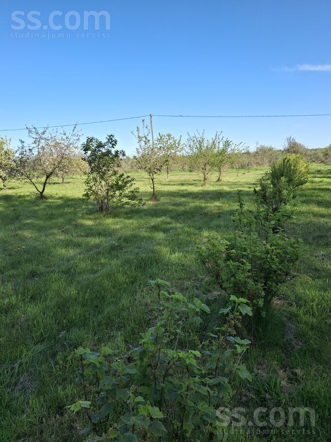 Dzintari, Cimāles, Jelgava un raj., Līvbērzes pag. — maja