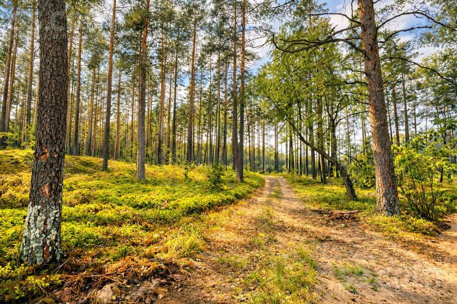 Pavasara, Brīvkalni, Rīgas rajons, Babītes pag. — zeme