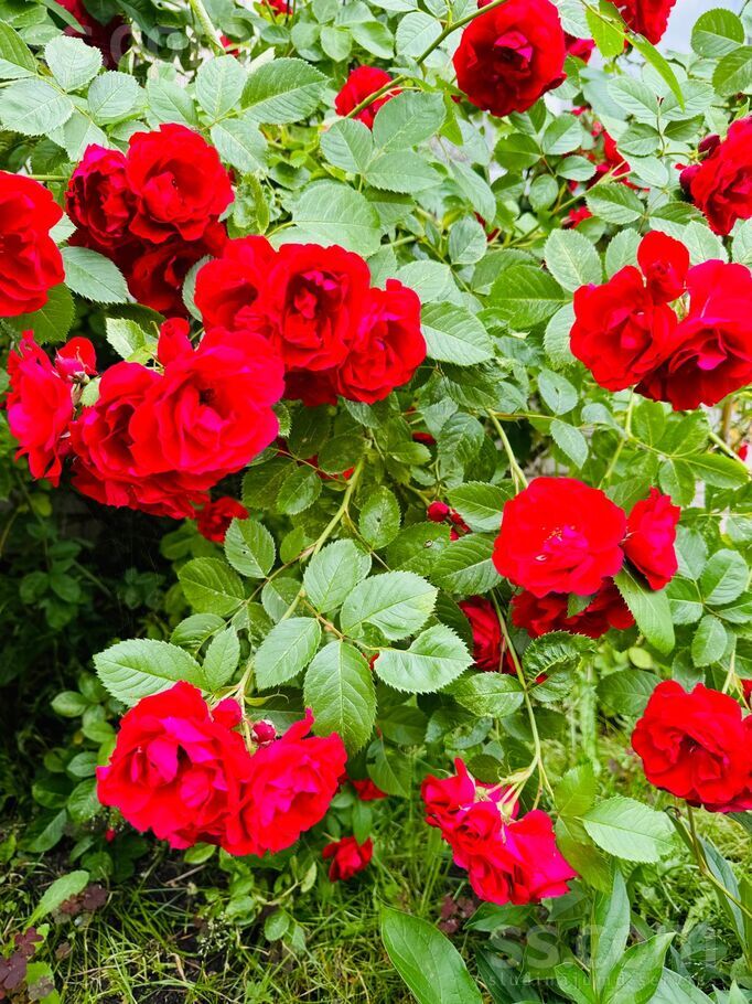 Celtnieku iela 26, Rīgas rajons, Saulkrasti — maja