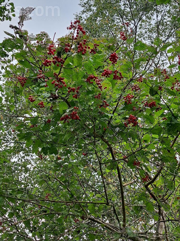 Šķēde, Liepāja un raj., Medzes pag. — maja