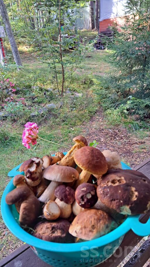 Dzirnezera Era 72, Gauja, Rīgas rajons, Carnikavas nov. — maja