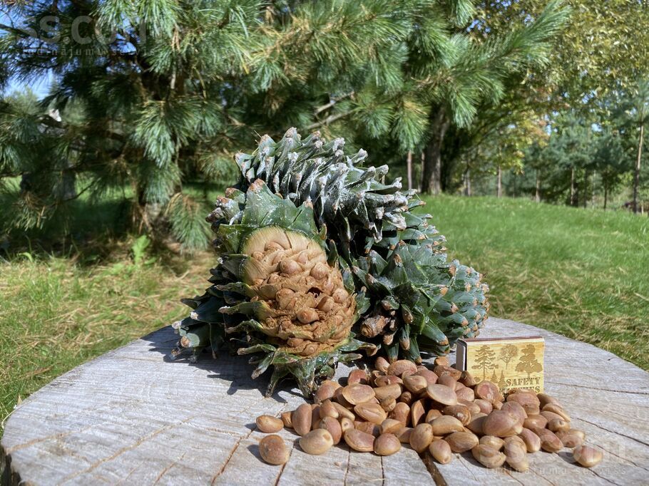 Stūriņi, Ķekava, Rīgas rajons, Ķekavas pag. — zeme