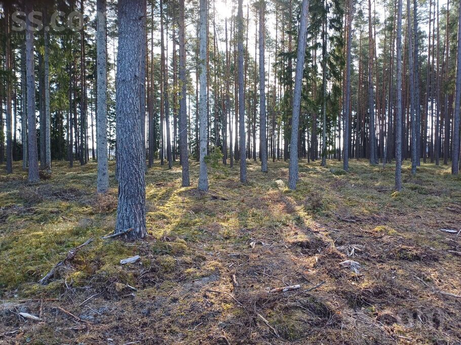 Mežmalas iela, Engure, Tukums un raj., Engures pag. — zeme