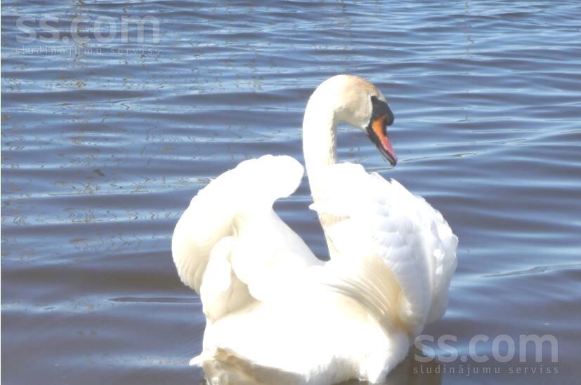 Bruņene, Daugavpils un raj., Skrudalienas pag. — vienseta