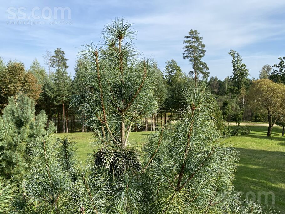 Stūriņi, Ķekava, Rīgas rajons, Ķekavas pag. — zeme