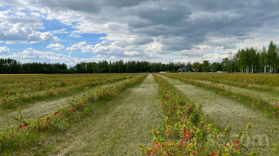 Ozolzīles, Svēte, Jelgava un raj., Svētes pag. — zeme