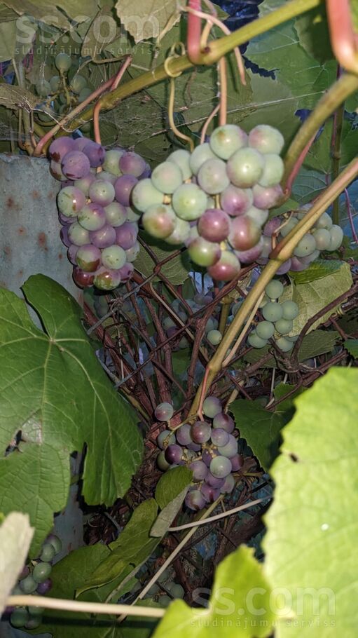 Janjupe 00, Jāņupe, Rīgas rajons, Olaines pag. — maja